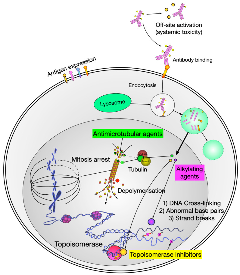 Antibody-drug conjugate mechanism showing antibody-antigen binding, internalization, lysosomal cleavage, and payload release