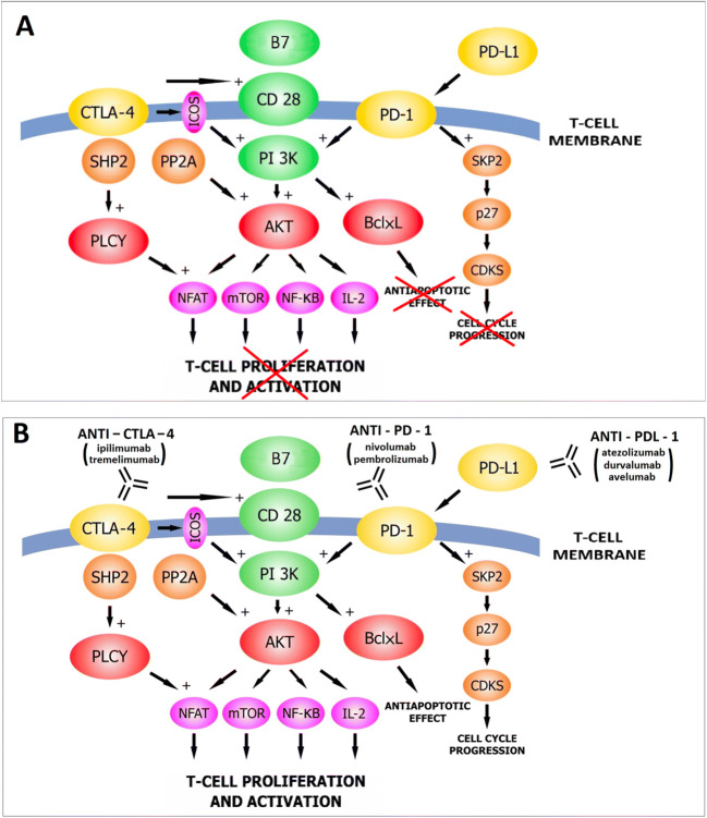 Checkpoint inhibitor mechanism showing how anti-PD-1, anti-PD-L1, and anti-CTLA-4 antibodies reactivate T cells against cancer