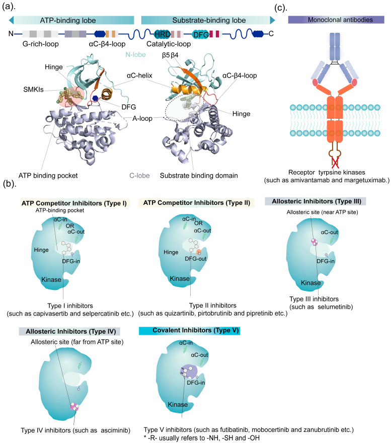 Kinase structure showing ATP binding site and different types of small molecule inhibitors