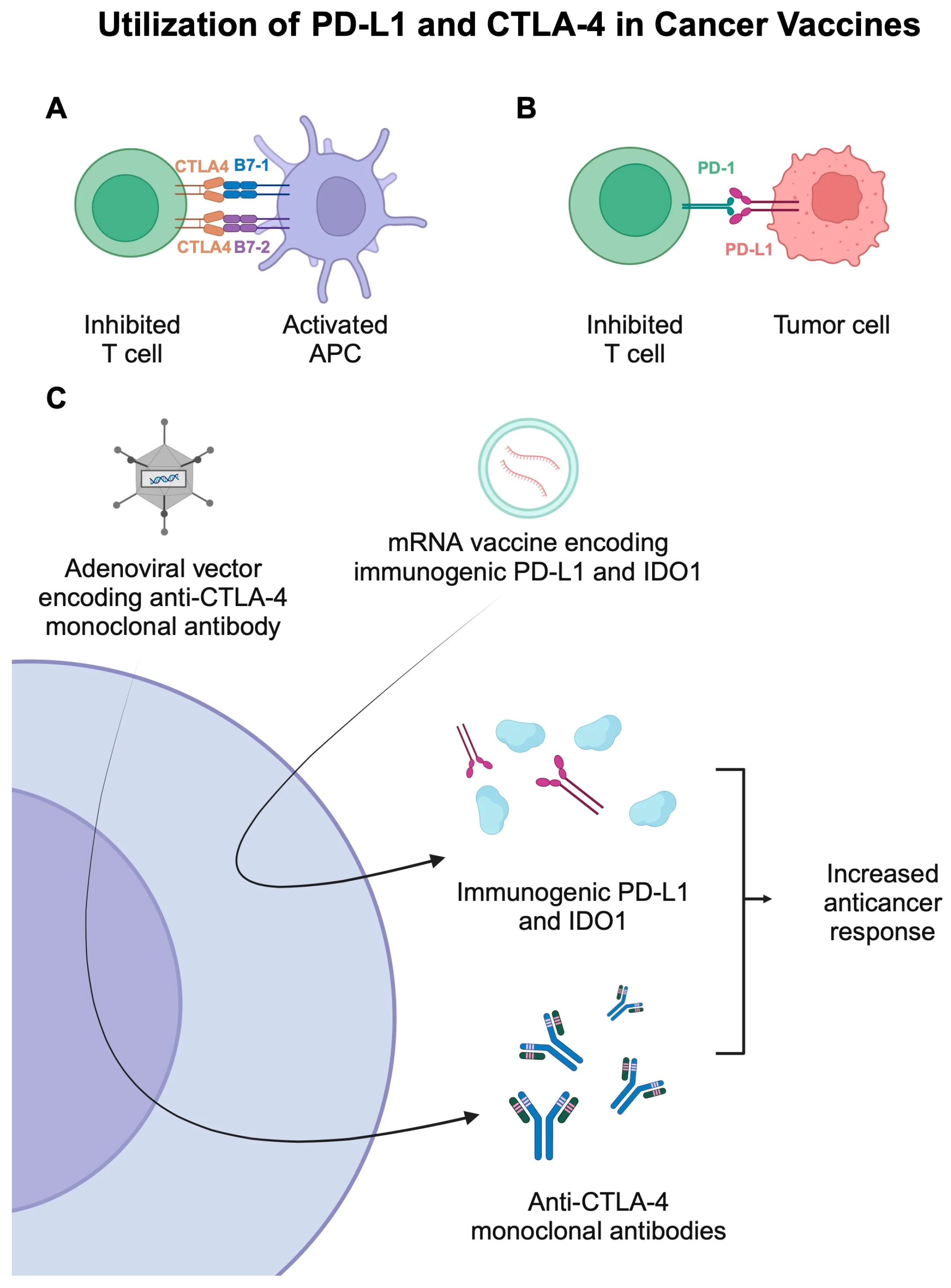 Cancer vaccines combined with checkpoint inhibitors overcome T-cell suppression in the tumor microenvironment