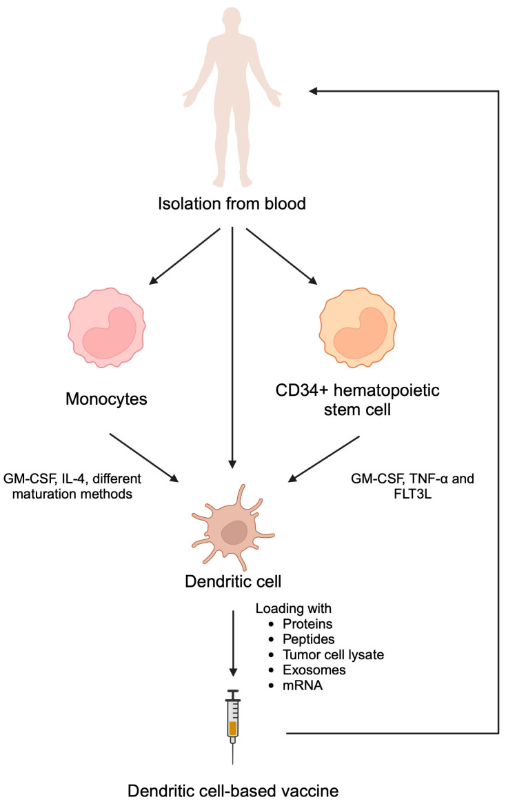 Dendritic cell-based vaccine preparation showing isolation, antigen loading, and reinfusion