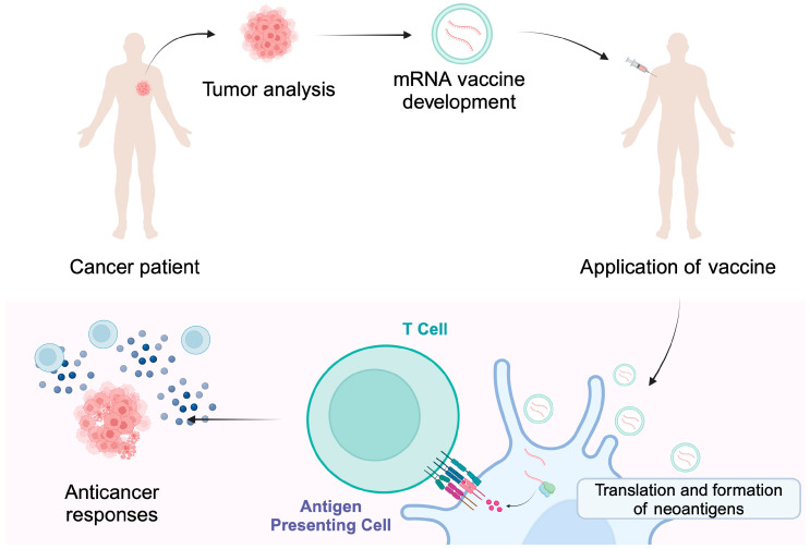 Individualized cancer vaccine design based on tumor neoantigen sequencing and mRNA delivery to antigen-presenting cells